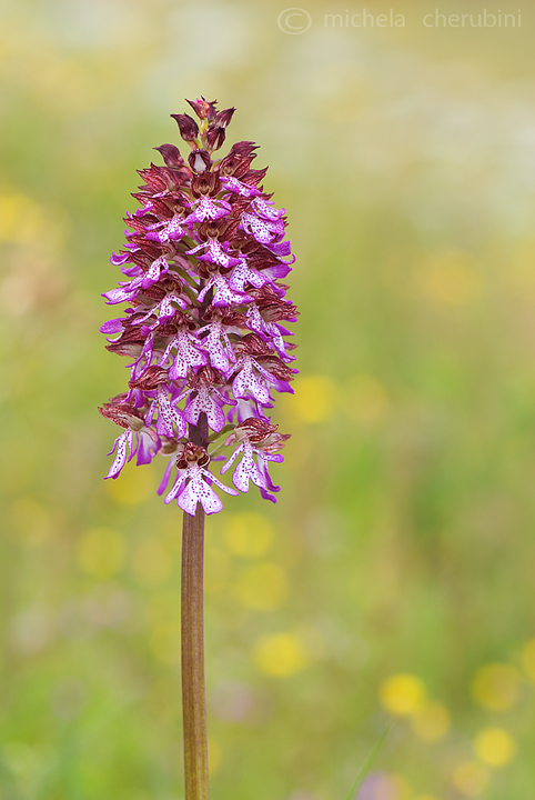 varie forme della purpurea